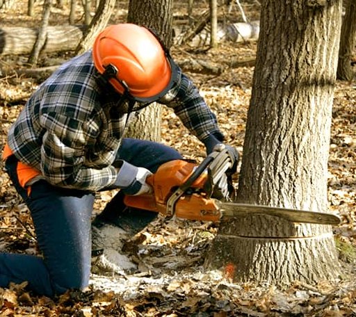 Tree Removal in Colmesneil, TX